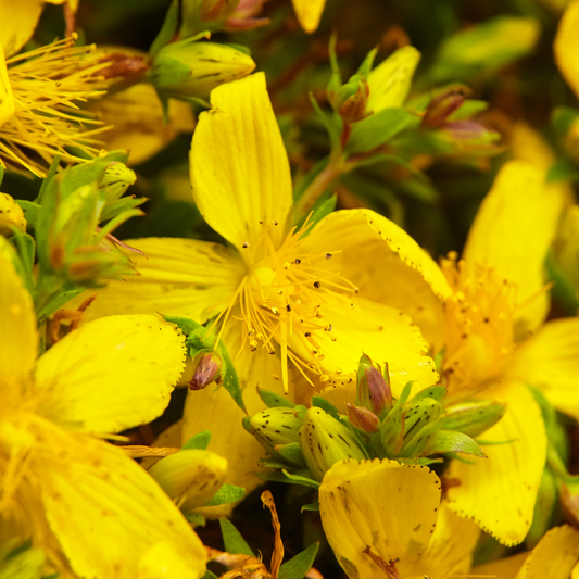 St. John’s Wort