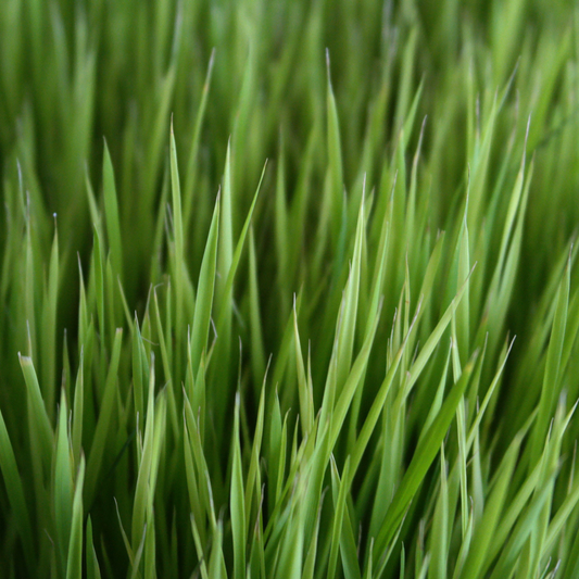 Wheatgrass (Powder)